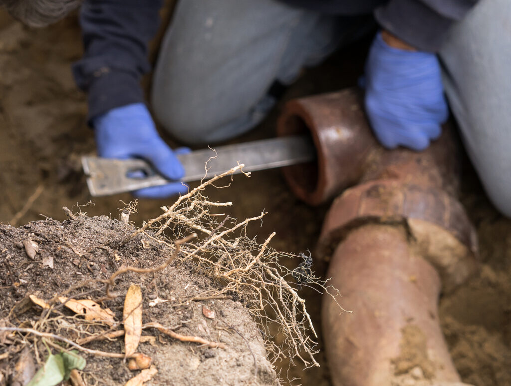 Tree Root Intrusion in Sewer Lines: Why Summer Is the Riskiest Season in Northwest Indiana